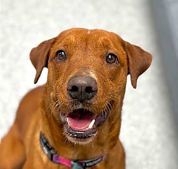 Photo of Penny