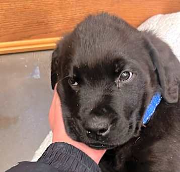 Photo of Thomas - Adoption Pending!