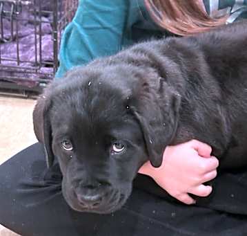 Photo of Benny - Adoption Pending!