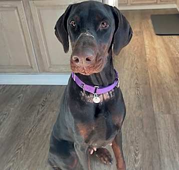 Photo of Luna