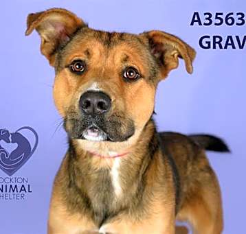 Photo of GRAVY