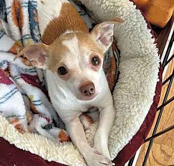 Photo of Peaches