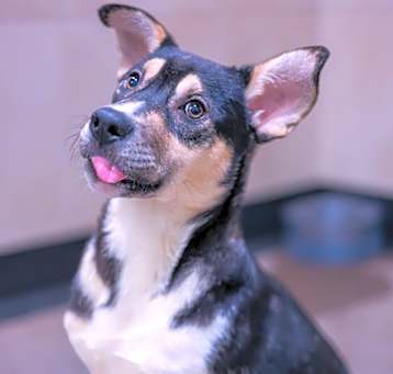 Photo of Dottie