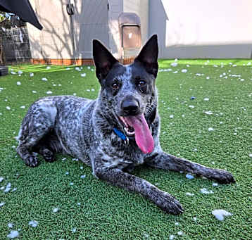Photo of Cali