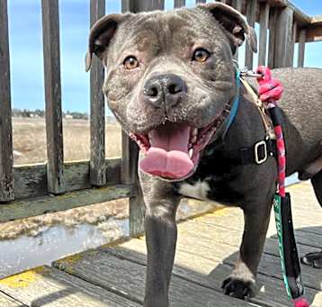 Photo of Romeo
