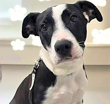 Photo of Dexter