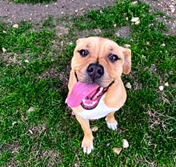 Photo of Piper