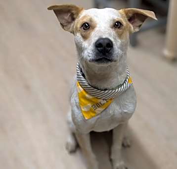 Photo of Bolt