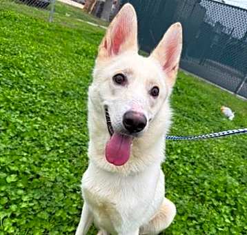 Photo of Ivory