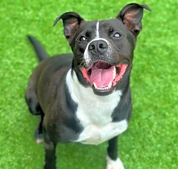 Photo of Charles  A046693