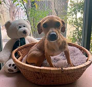 Photo of Ruffnut