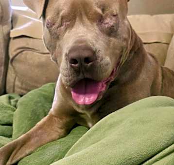 Photo of Ludo