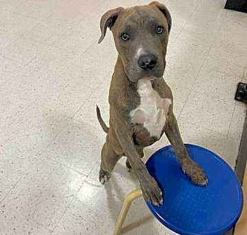 Photo of Roscoe