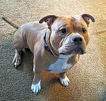 Photo of Shoresy