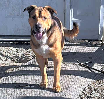 Photo of Huck