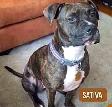 Photo of Sativa