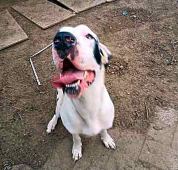 Photo of Diesel