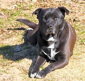 Photo of Tyson