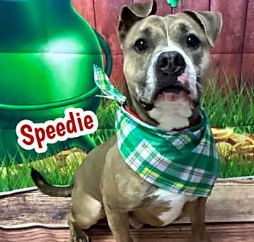 Photo of Speedie