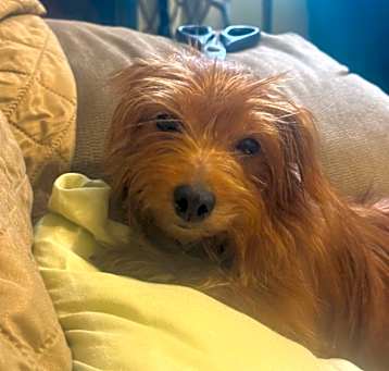 Photo of Ginger