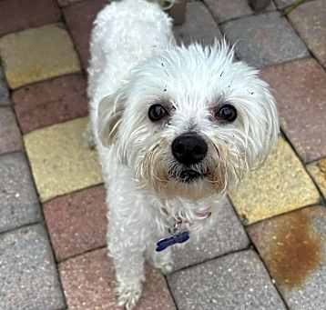 Photo of Cookie