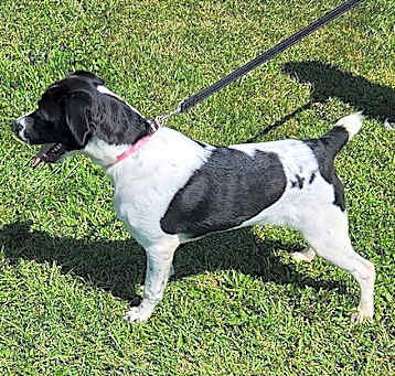 Photo of Peach