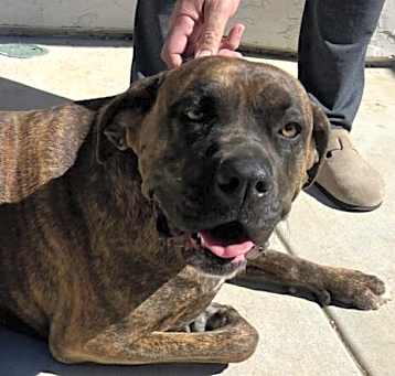 Photo of Lola (Courtesy Post)