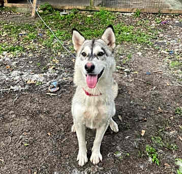 Photo of Luna