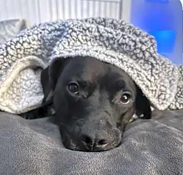 Photo of Alfie