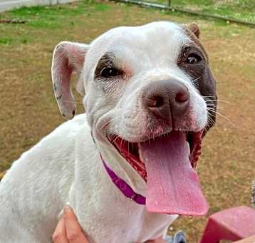 Photo of Chiki