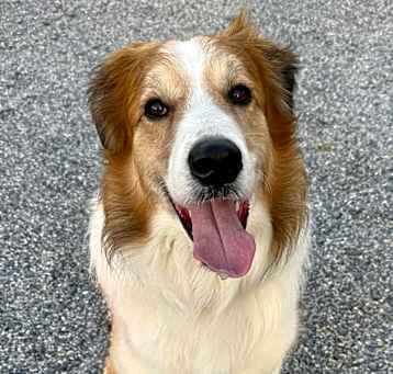 Photo of Dexter