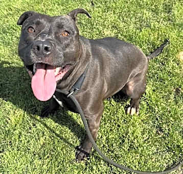 Photo of Darcy