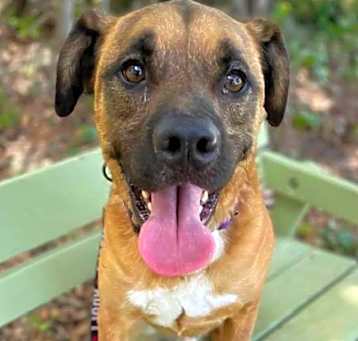 Photo of Apollo
