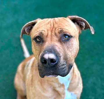 Photo of HONDO