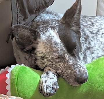 Photo of Poppy