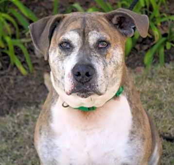 Photo of Clyde