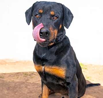 Photo of Rowdy