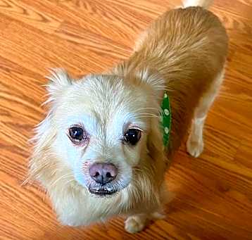 Photo of Joey - ADOPTED
