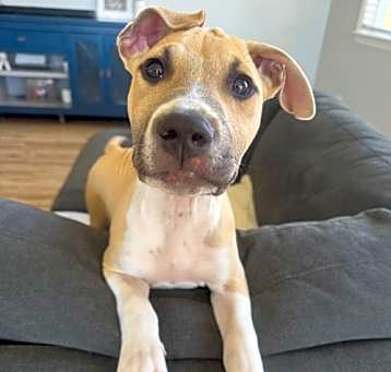 Photo of Arlo
