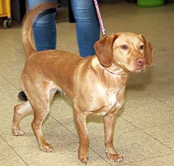 Photo of Penny (Spayed)