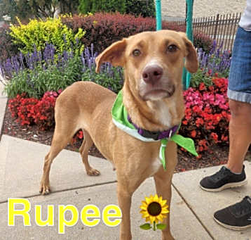 Photo of Rupee