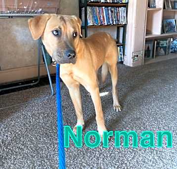 Photo of Norman