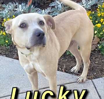Photo of Lucky