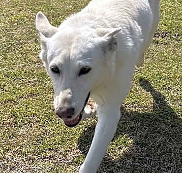 Photo of Sunny
