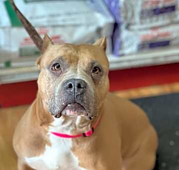 Photo of Harlow