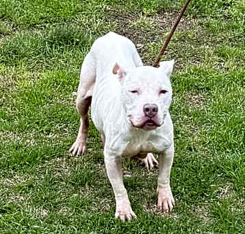 Photo of Nova