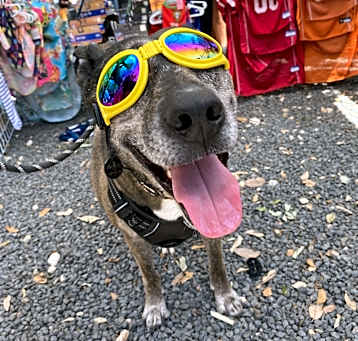 Photo of Jax