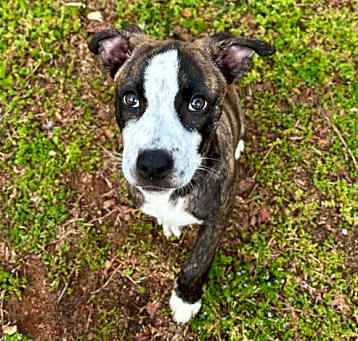 Photo of Bella