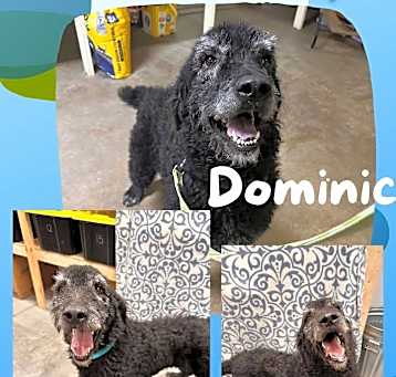 Photo of Dominic