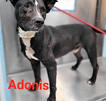 Photo of Adonis